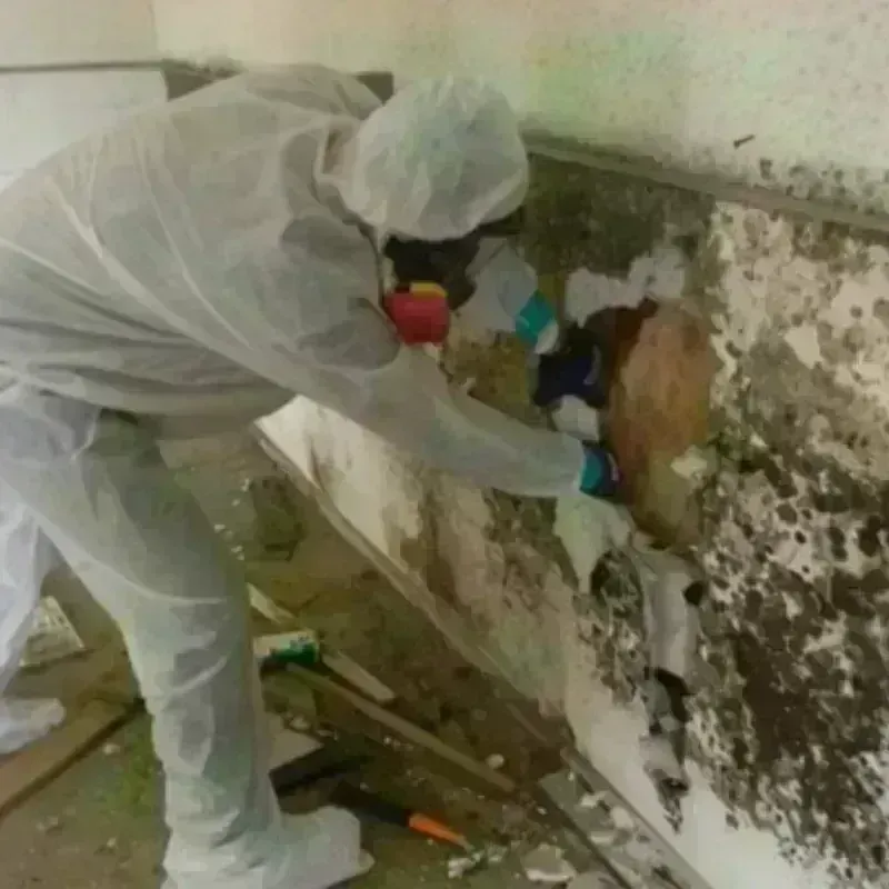 Mold Remediation and Removal in Charlotte, NC